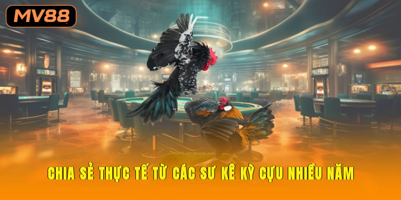 Chia sẻ thực tế từ các sư kê kỳ cựu nhiều năm