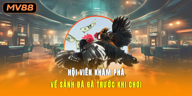 Hội viên khám phá về sảnh đá gà trước khi chơi